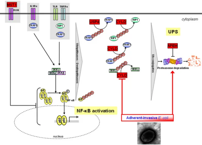 Figure 3 Proposed working model. Several of the genes found to be associated with Crohn ’ s disease (CD) and/or UC in this study have been shown to negatively regulate NF- κ B: MST1 is a negative regulator of LPS-induced NF- κ B activation