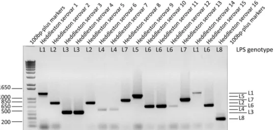 FIG 3 Gel electrophoresis separation of products generated using the final LPS-mPCR with the template derived from lysed colonies from each of the Heddleston type strains (H1 to H16)