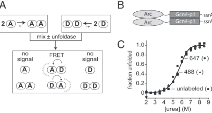 Fig. 1. Subunit-exchange assay and Arc-Gcn4-ssrA dimers. ( A ) Following mixing of dimers labeled with donor or acceptor fluorophores, spontaneous or enzyme-induced unfolding/dissociation allows subunit mixing and FRET.
