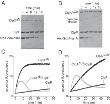 Fig. 4. Degradation transiently releases one subunit of the Arc-Gcn4-ssrA dimer. ( A ) SDS/PAGE assay of degradation of Arc-Gcn4-ssrA dimers (9.6 μ M) by ClpX ΔN (0.2 μ M) and ClpP (0.8 μ M tetradecamer)