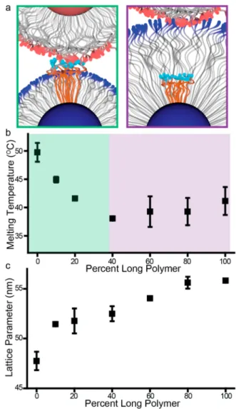 Figure 4. Assembling NCTs with bimodal mixtures of long and short polymer chains reveals the dynamics of the polymer brush