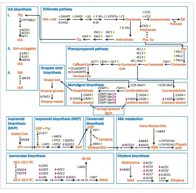 Figure 6. Illustration of the metabolic pathways and genes that were differentially affected in siliques between B