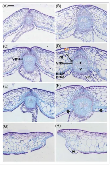 Figure 4. Degree of ligni ﬁ cation and ultrastructural changes associated with the progression of Brassica silique dehiscence