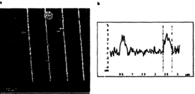 Figure  10. Patterned  MHA  lines on gold