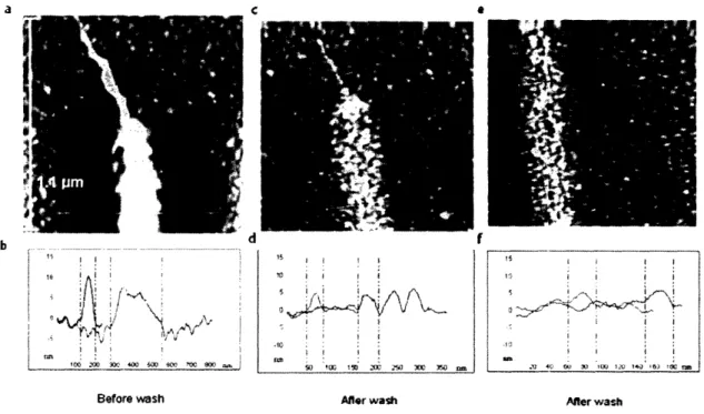 Figure 16. Height images and height-distance profiles of phage binding to MHA lines before and after elution (a), (b) Height and height-distance profiles of phage adhered to patterned  substrates before acidic  wash