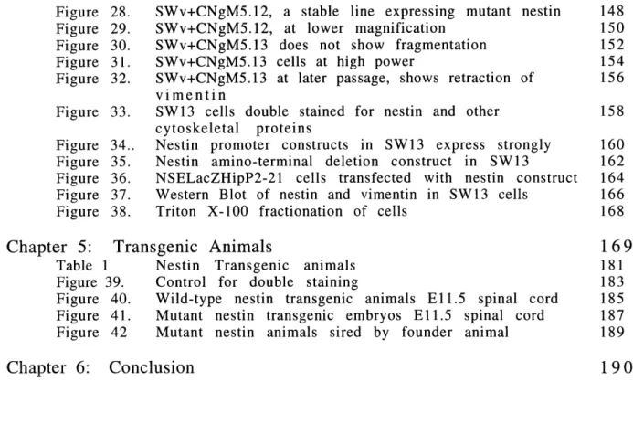 Table  1  Nestin  Transgenic  animals Figure  39.  Control  for  double  staining