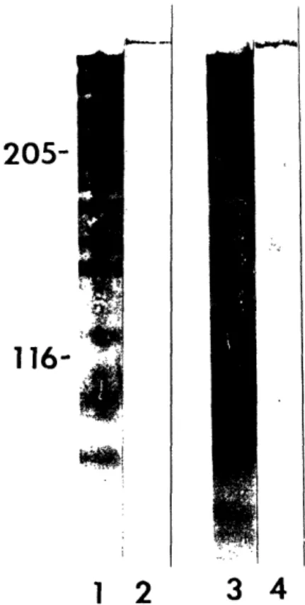 FIG.  1.  This  figure shows representative  Western  blot  data from the E. coli nestin fusion protein (lanes I and 3) and cytoskeletal extracts (100  g/lane)  from  P6  rat  cerebellum  (lanes  2  and  4)