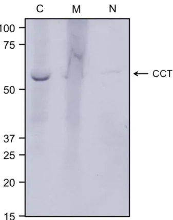 Figure 2-1: Human TRiC primarily limited to the cytoplasmic fraction of HeLa cells   