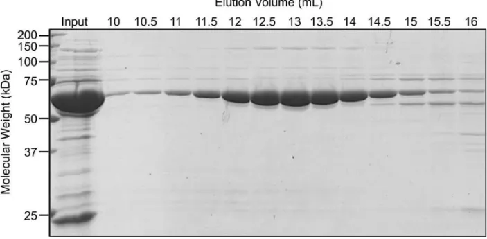 Figure 3-3: CCT5 purified by size exclusion chromatography as a 1 MDa complex 