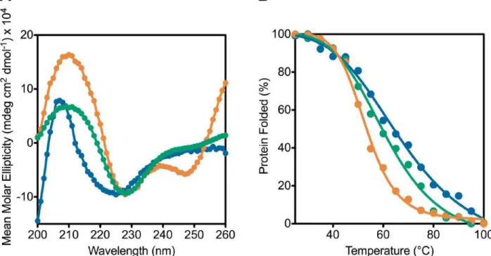 Figure 3-7: Human TRiC is more stable than CCT4 and CCT5 homo-oligomers by thermal  denaturation using CD 