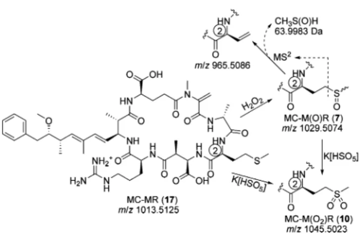 Figure 2. Stepwise oxidation of methionine-containing microcystins for LC-MS 2 analysis, as exempli ﬁ ed by MC-MR (17)