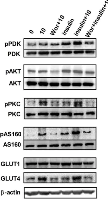 Figure 4. Effect of UA on the activity of PDK, AKT, PKC and AS160, and the expression of GLUT1 and GLUT4