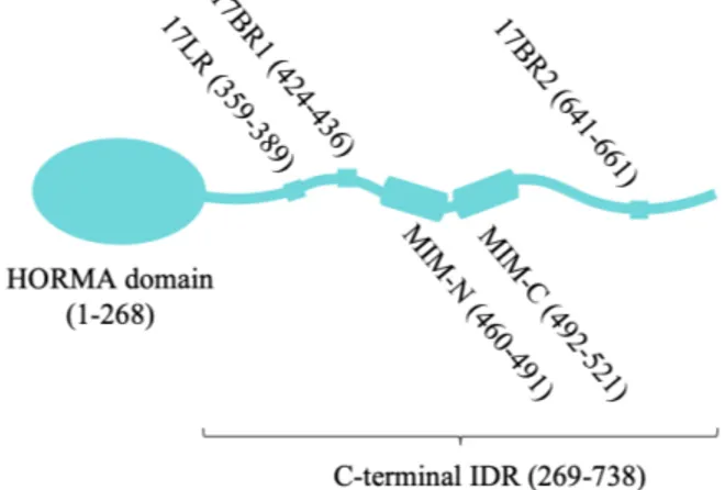 Figure  3:  Architecture  of  Saccharomyces  cerevisiae  Atg13.  HORMA  domain  contains  Atg9  binding  site; 