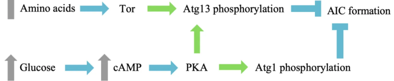 Figure 4: Carbon and nitrogen sensing by Atg1 and Atg13. Blue arrows represent activation, green arrows represent  phosphorylation, blue Ts represent inhibition and gray arrows represent increases in intracellular concentrations