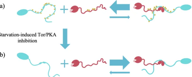 Figure 6: Model for the assembly of the Atg1/Atg13 complex. a) Under fed conditions, the IDRs of Atg13 and  Atg1 are phosphorylated, which disfavors Atg1/Atg13 complex formation