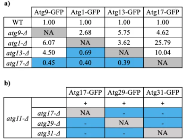Table 1: Genetic epistasis experiments suggesting  that  Atg17  is  a  central  organizer  of  the  AIC