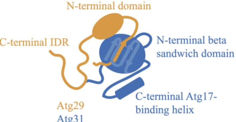 Figure 8: Architecture of the Atg29/Atg31 complex. Schematic of  the  Atg29/Atg31  dimer  based  on  the  crystal  of  the  trimeric  Atg17/Atg29/Atg31  complex  (PDB:  4HPQ)