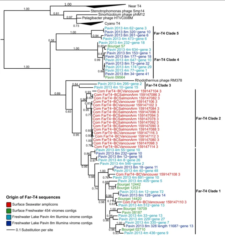 FIGURE 1 | Phylogenetic tree computed from Gp23 (major capsid protein) multiple alignment