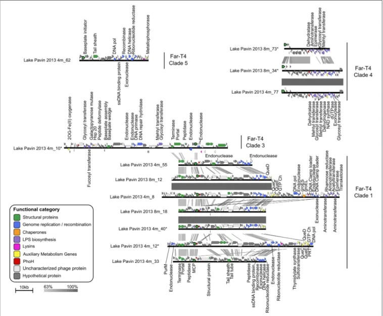 FIGURE 2 | Comparison of Far-T4 contigs assembled from the Lake Pavin viromes. The two deeply sequenced viromes from Lake Pavin allowed for the assembly of large genome fragments, which are here compared in terms of gene similarity and order