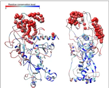 FIGURE 3 | Predicted structure of the Far-T4 major capsid protein (two views rotated by 90 ◦ through the y-axis)