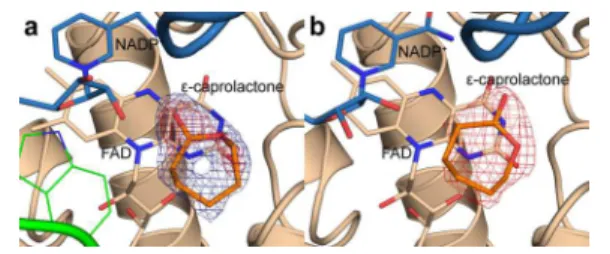 Figure 2. Comparison of the ε-caprolactone binding site in the (a) CHMO Loose and (b) CHMO Tight crystal structures