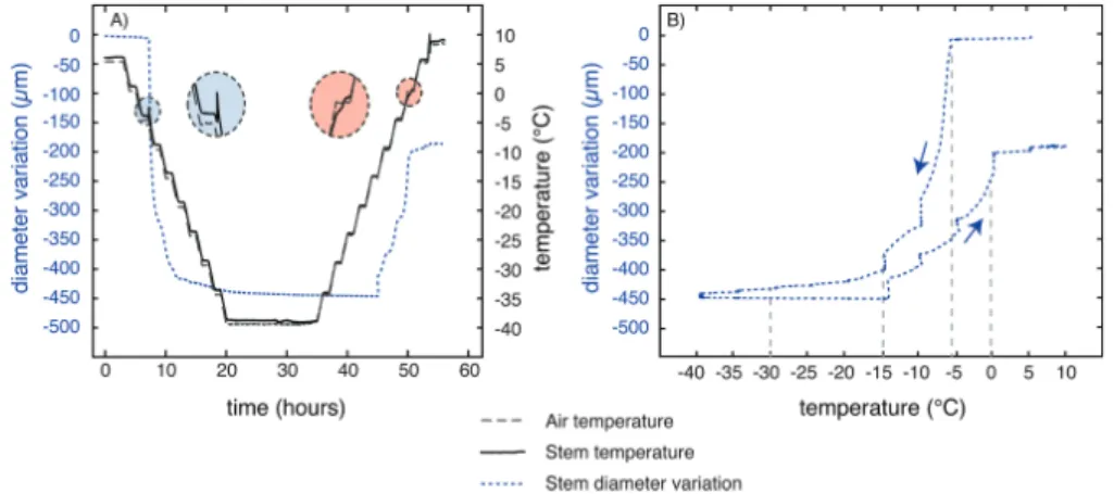 Fig. 1.  Stem diameter variation during one freeze–thaw cycle. Diameter variation was recorded on three stem samples with a PépiPIAF over one freeze–