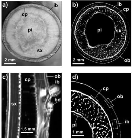Fig. 3.  Light microscopy and MRI micrograph comparisons of transverse and longitudinal sections of 1-year-old stem of J. regia L. (a) Transverse  light microscopy section