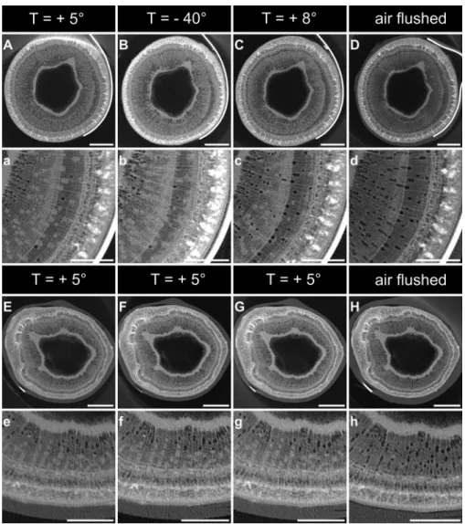 Fig. 5.  Transverse cross-sections of stem segments observed by X-ray microtomography during a freeze–thaw cycle, showing whole cross-sections  (upper rows) and a more detailed view (lower rows)