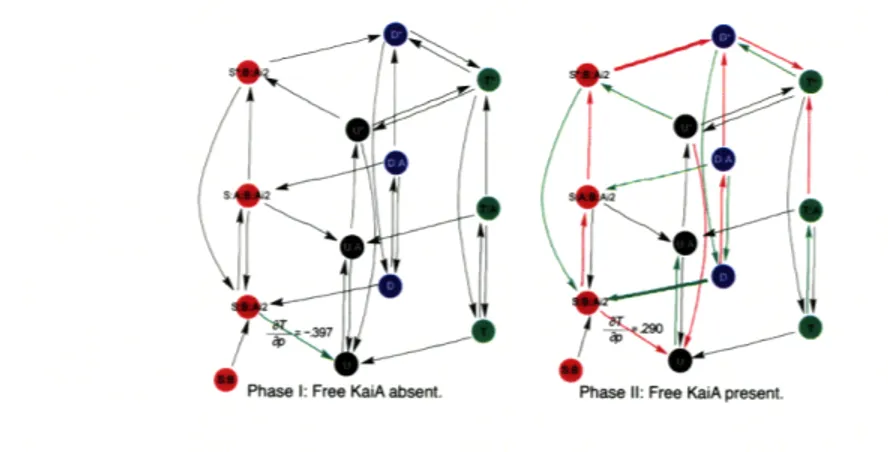 Figure  5-6:  Scaled  Period Sensitivities  ioT  for the Decomposed  Period.  The dephosphorylation  (left)  and phosphorylation  (right)  intervals of a circadian  period is shown  here