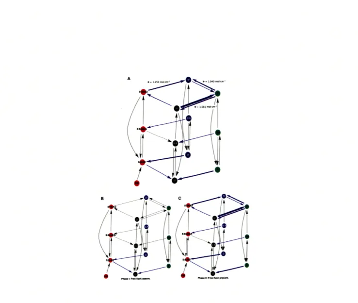 Figure  5-7:  Flux  Pathways  for  the Phosphoform  Interconversion  during the Full  and  Decomposed  Period