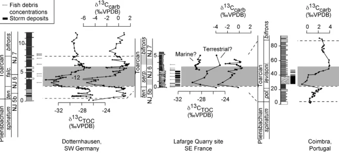 Figure 6. Comparisons of carbon-isotope and sedimentological data between the Lafarge Quarry site and contemporaneous successions of Dotternhausen (southwestern Germany) and Coimbra (Portugal)