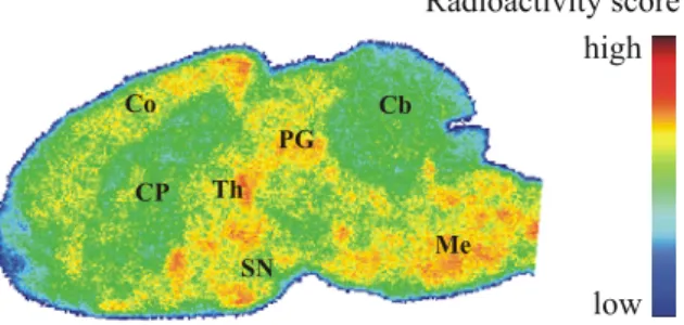 Figure 5. Representative color-coded autoradiographic image of a sagittal mouse brain  slice