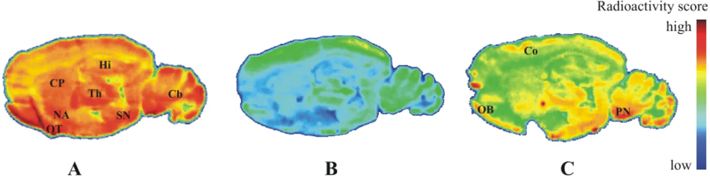 Figure 3. Representative color-coded autoradiographic images of sagittal rat brain slices