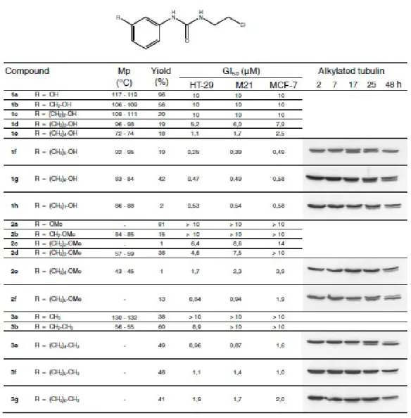 Table  1.  GI50  values  of  CEU  derivatives  and  electrophoretic  mobility  shift  assay  of  alkylated -tubulin 