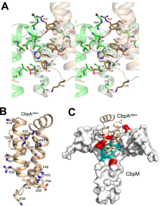 Figure 2. Interactions between CbpA and CbpM. A) The interacting residues of CbpM (in green) and CbpA Jdom (in beige) on the complex interface