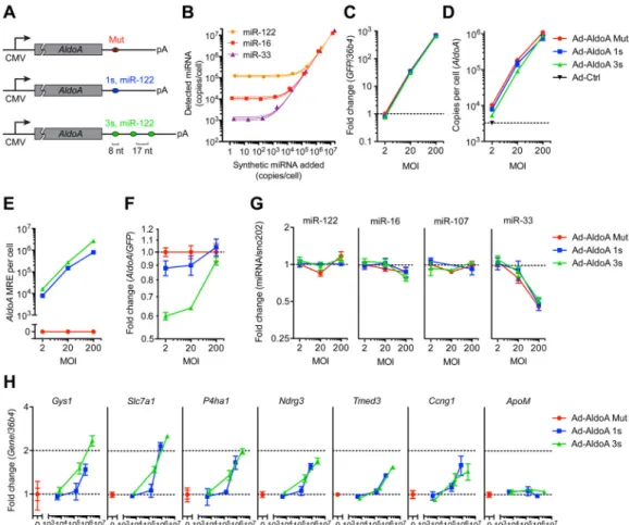 Figure 1. miRNA target derepression is detected at a high threshold of added MREs (A) Schematic overview of the different AldoA-expressing adenovirus constructs  (Ad-AldoA) harboring either one (1s, blue) or three (3s, green) miR-122 binding sites, or a  m