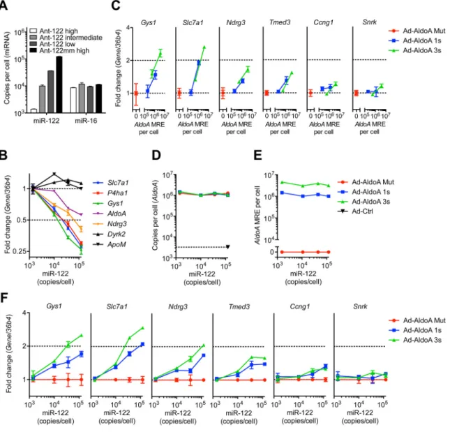 Figure 2. The high threshold persists after lowering miR-122 activity