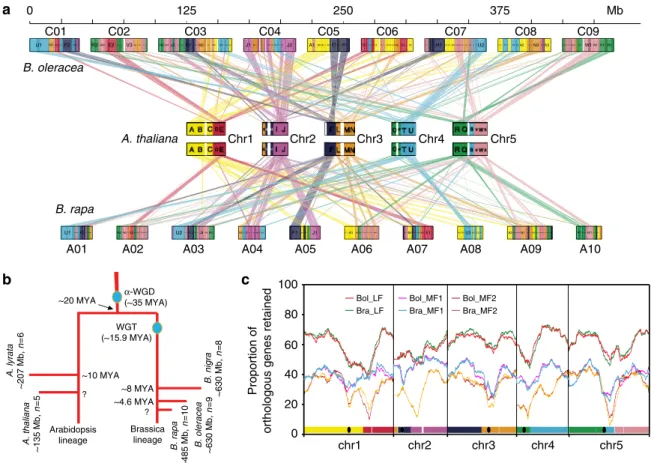 Figure 1 | Genomic structure and gene retention rates in syntenic regions of B. oleracea and B