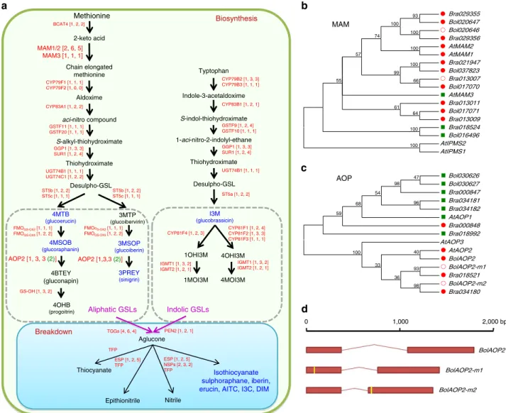 Figure 5 | Whole-genome-wide comparison of genes involved in glucosinolate metabolism pathways in B