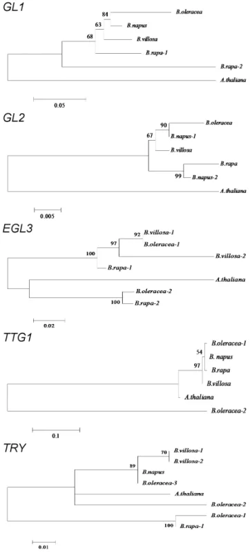 Figure 1. Phylogenetic relationships for the five major trichome regulatory genes present in Brassica and A