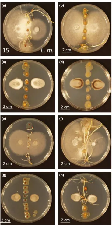 Fig. 5 Interactions between selected bacterial isolates and fungal isolate 15. In some instances (a, b, e, f, h), the seeds have begun to germinate, producing shoots on the plates