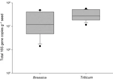 Fig. 1 Total bacterial 16S rRNA gene copies g 1 seed as measured by quantitative PCR for Brassica and Triticum seed washes