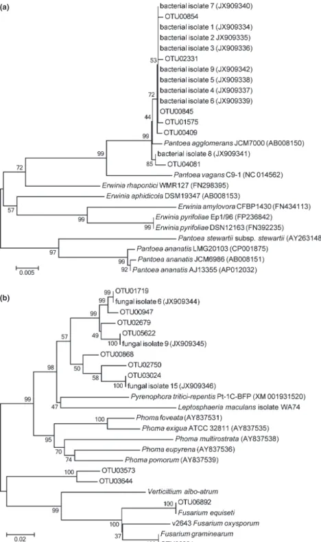 Fig. 4 Phylogenetic analysis of the cpn60 UT sequences of selected operational taxonomic units (OTU) assembled from pyrosequencing data along with reference strains from cpnDB and isolates from Triticum and Brassica seeds