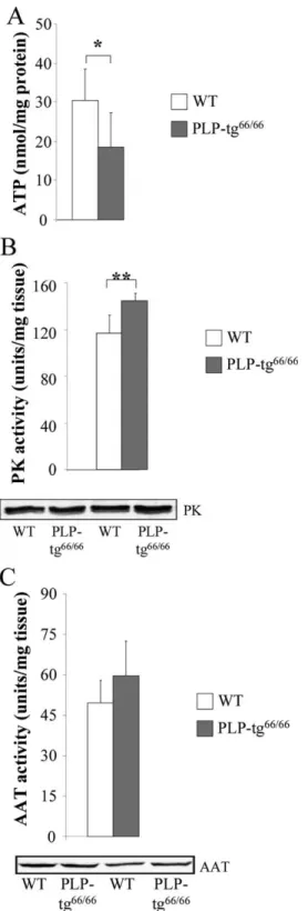 Figure 5. Plp1 overexpression disturbs energetic metabolism in the spinal cord from 6-week-old PLP-tg 66/66 mice