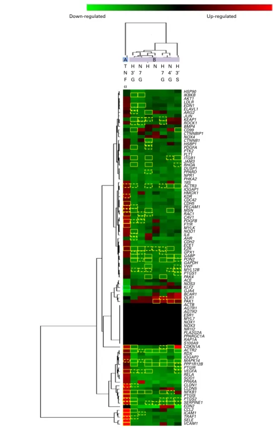 Fig. 4. Two-dimensional hierarchical clustering analysis of mRNA profiles in human umbilical vein endothelial cells (HUVEC) under different conditions (TNF-a v.