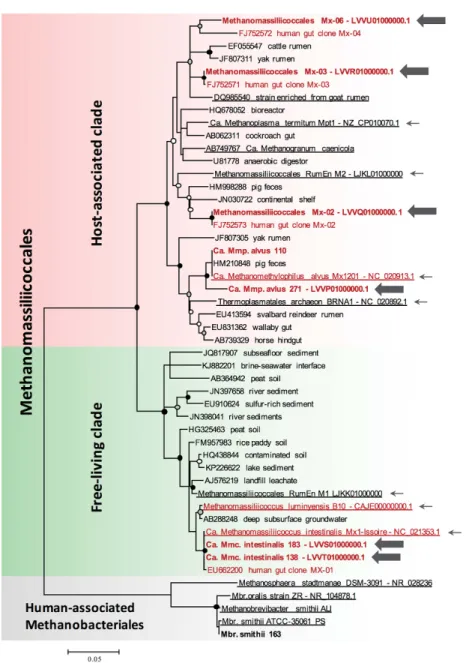 Figure 1 Maximum likelihood phylogenetic tree of the Methanomassiliicoccales showing the diversity of human-associated Methanomassiliicoccales