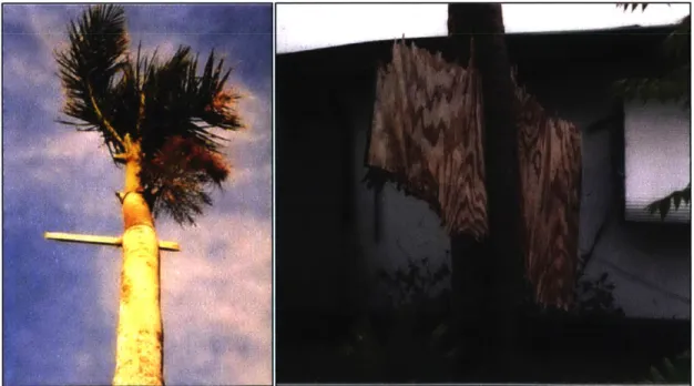 Figure 4. Example  of Wind Strength from Hurricane Andrew.  Note  that a board has been driven  through the trunk of a palm  tree, demonstrating the missile  nature of flying  objects  during a hurricane (NCEP National Hurricane Center Hurricane Andrew  Re