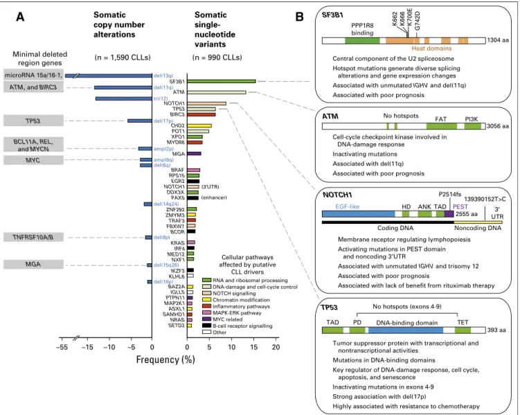 Fig 1. Putative driver gene mutations and recurrent somatic copy number variations in chronic lymphocytic leukemia (CLL)