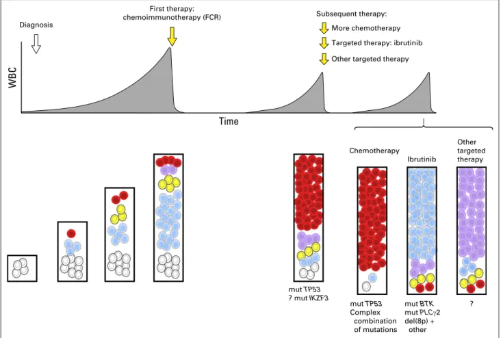 Fig 3. Schema of clonal evolution of chronic lymphocytic leukemia (CLL) in relation to exposure to therapy