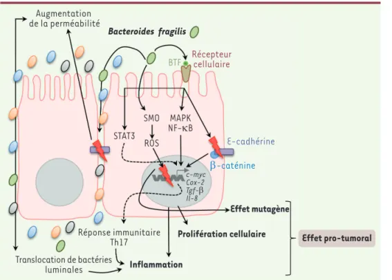 Figure 2. Implication de Bacteroides  fragilis dans la carcinogenèse  colorec-tale. Certaines souches appartenant à  l’espèce Bacteroides fragilis sont dites  entérotoxinogènes (ETBF,  enterotoxige-nic  B